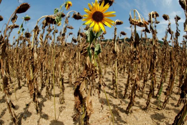 OMS avertizează: inacțiunea climatică cauzează milioane de decese anual